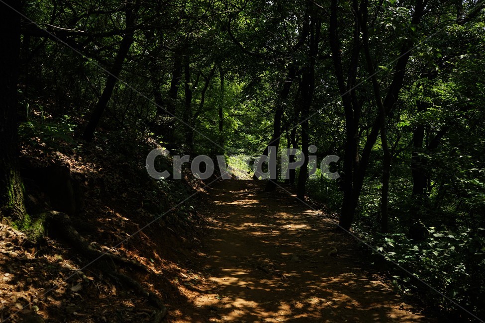 자연,나무,숲,그늘,길,산책,nature,woods,forest,shadow,light,trail,healing,힐링,휴식,시원함,고요함,relaxation,cool,calm,forestbathing,freshness,자연,풍경,nature,landscape,휴식,힐링,rest,relaxation,healing,tree,plant,식물,vegetation,초목