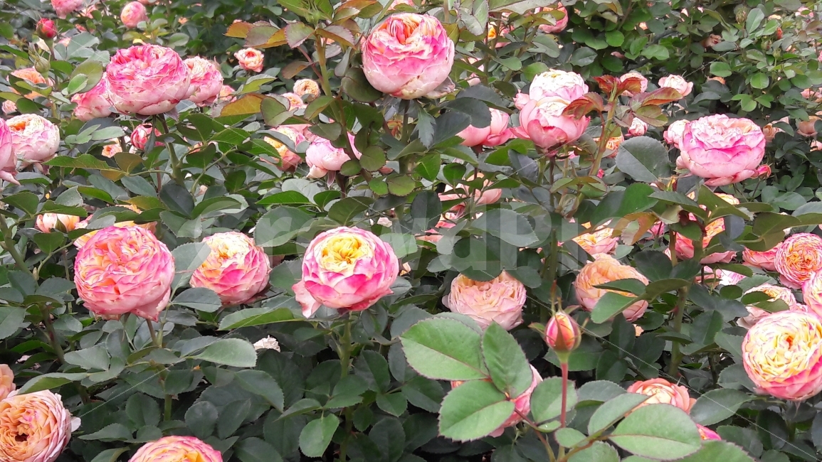 꽃,장미,분홍,노랑,봉우리,식물,자연,plants,nature,꽃,flower
