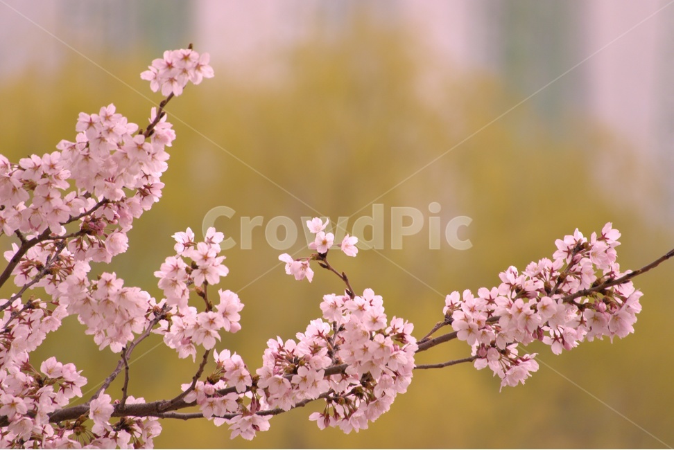 벚꽃,봄축제,벚꽃축제,봄,감성,봄,계절,spring,season,꽃,flower,plant,식물,blossom
