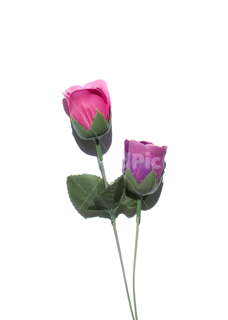 장미,로즈,꽃,플라워,조화,비누,비누꽃,줄기,흰배경,클로즈업,사물,자연,식물,퍼플,보라색,핑크,분홍,자주색,잎,잎사귀,나뭇잎,그린,초록색,녹색,식물,자연,plants,nature,꽃,flower