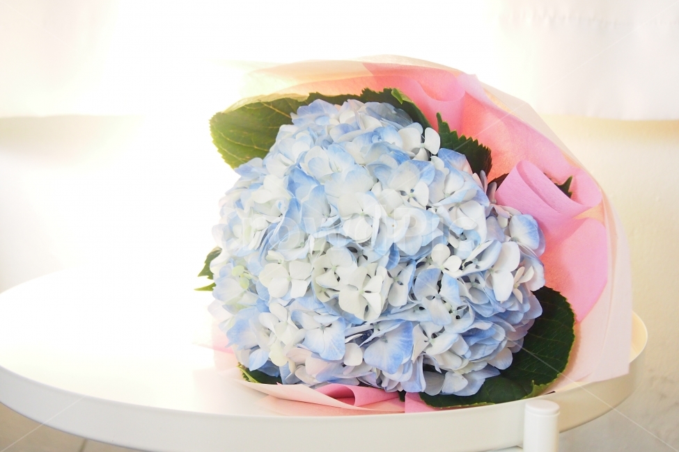수국,꽃,꽃다발,깨끗함,플라워,flower,clean,선물,꽃선물,다발,식물,자연,plants,nature,꽃,flower,기념일,축하,anniversary,congratulation,celebrate,celebration,감성,sensible,feeling