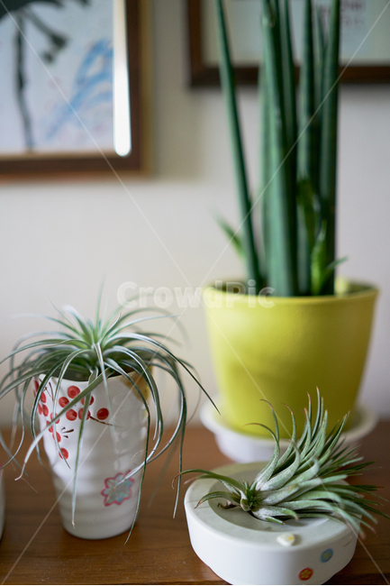 틸란드시아,green,그린,tilandsia,스투키,싱그런,실내용화초,화분,화초,house plant
