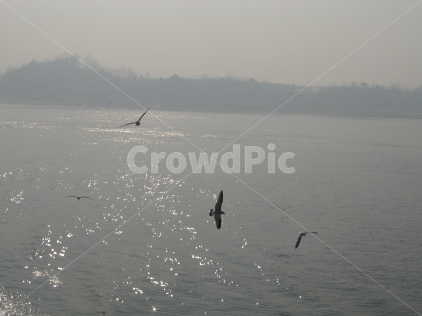 갈매기,산,바다,겨울,자연,자연,풍경,nature,landscape,bird,새,animal,동물,flying,나는