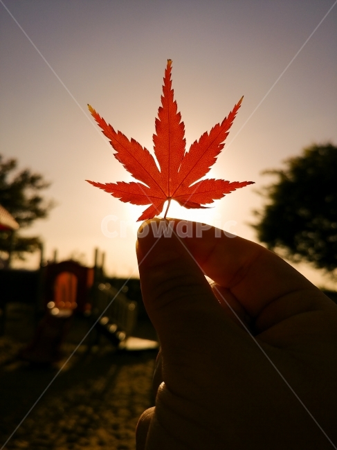 단풍,단풍잎,낙엽,가을,노을,저녁,나뭇잎,maple,autumn,fall,leaf,감성,해질녘,자연,nature,가을,계절,fall,autumn,season,사람,인물,인간,human,person,신체일부,몸,body,감성,sensible,feeling,잎,plant,식물,tree,나무