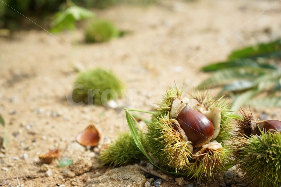 가을,추수,밤송이,따뜻,힐링,감성,배경화면,음식,autumn,fall,warm,healing,식물,plant,emotion,food,chestnut,가을,계절,fall,autumn,season,음식,식재료,요리,food,cook,meal,dishes,food reserves,감성,sensible,feeling,vegetable,야채,nut,너트,seed,씨,grain,곡물