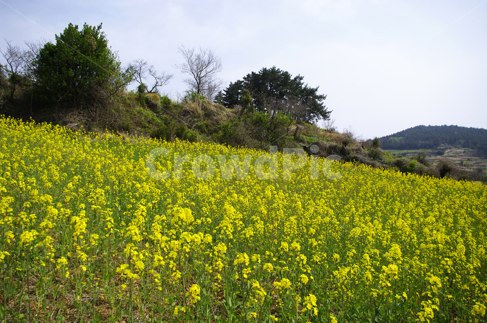 유채꽃,꽃밭,꽃,flower,계절,봄,spring,하늘,풍경,봄,계절,spring,season,자연,풍경,nature,landscape,grassland,목초지,field,들,outdoors,옥외