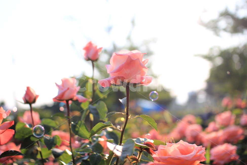 장미,rose,blossom,꽃,정원,garden,plant,식물,flower,핑크,pink,비누방울,식물,자연,plants,nature,꽃,flower
