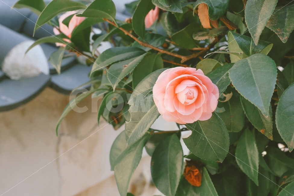 동백꽃,동백,꽃,겨울,봄,한옥,기와,분홍색,감성,식물,자연,plants,nature,꽃,flower