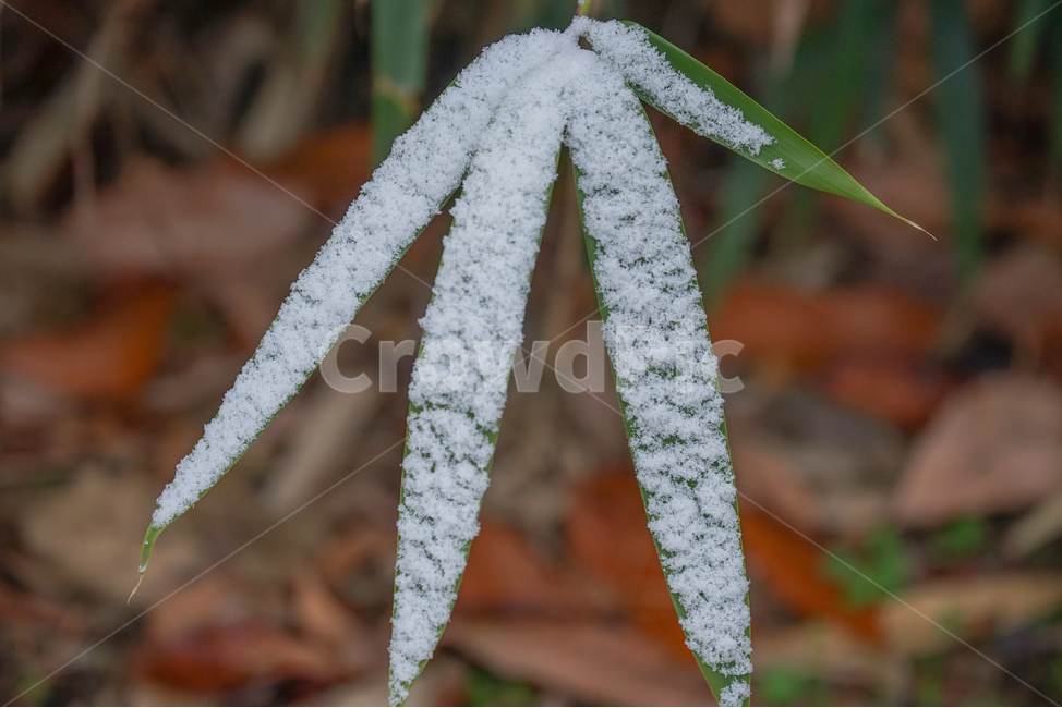 겨울,첫눈,눈,나뭇잎,잎,잎새,감성,계절,겨울,계절,winter,season