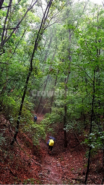 산행,등산,비,우산,남,숲,초록,자연,나무,푸른,경치,건강,식물,rain,nature,landscape