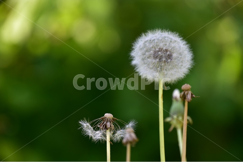 민들래,홀씨,봄,들꽃,야생화,식물,자연,plants,nature