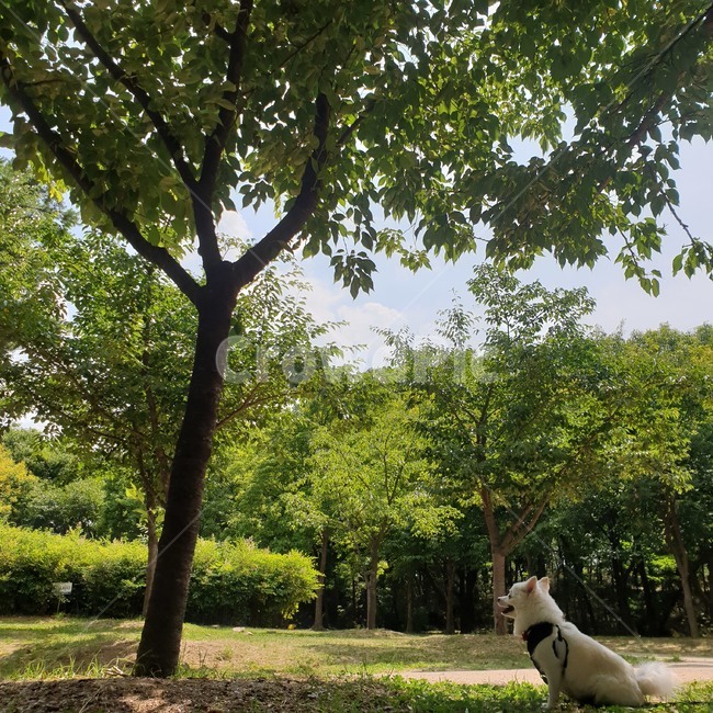강아지,공원,피크닉,오후,산책,풍경,반려견,색감,햇빛,나무,우거진,나뭇잎,나뭇가지,leafy,twig,leaf,tree,color,pet,landscape,afternoon,park,picnic,dog,sunlight,shade,그늘