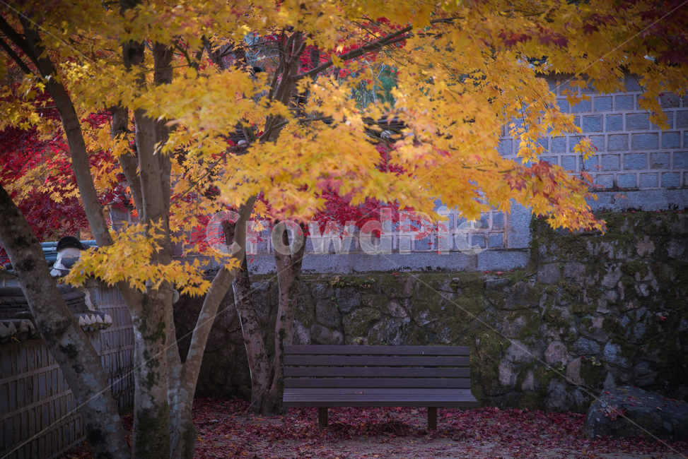 가을,벤치,의자,쓸쓸,단풍,fall,lonely,슬픈,슬픔
