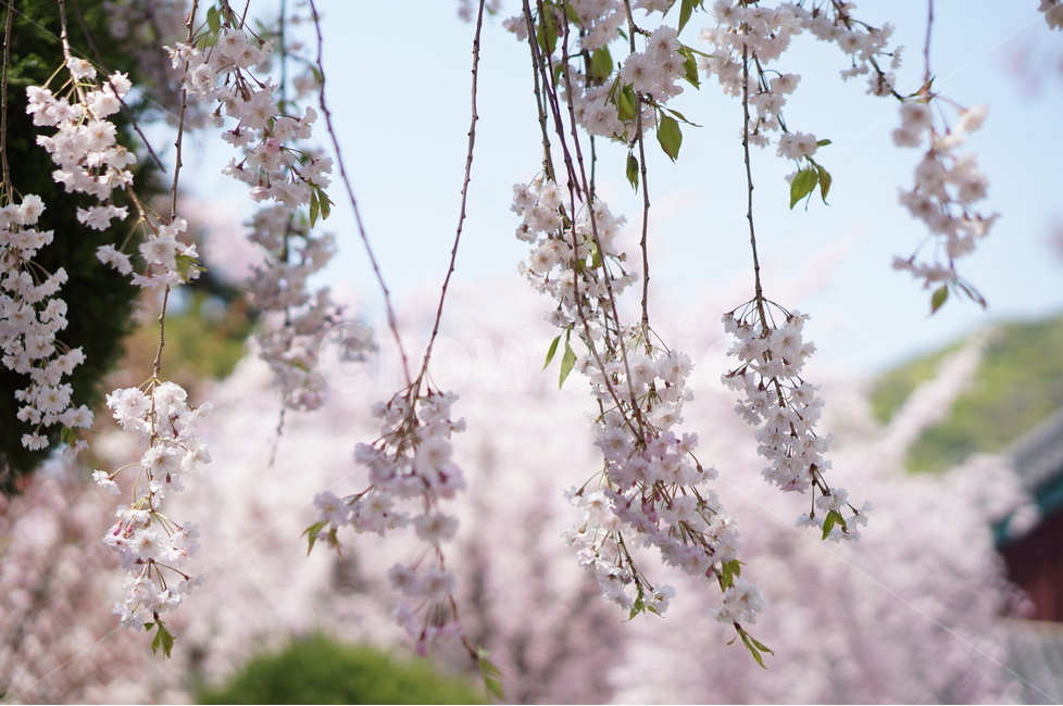 수양벚꽃,봄,핑크,맑음,풍경,봄,계절,spring,season,식물,자연,plants,nature,꽃,flower,plant,blossom,cherry blossom,벚꽃