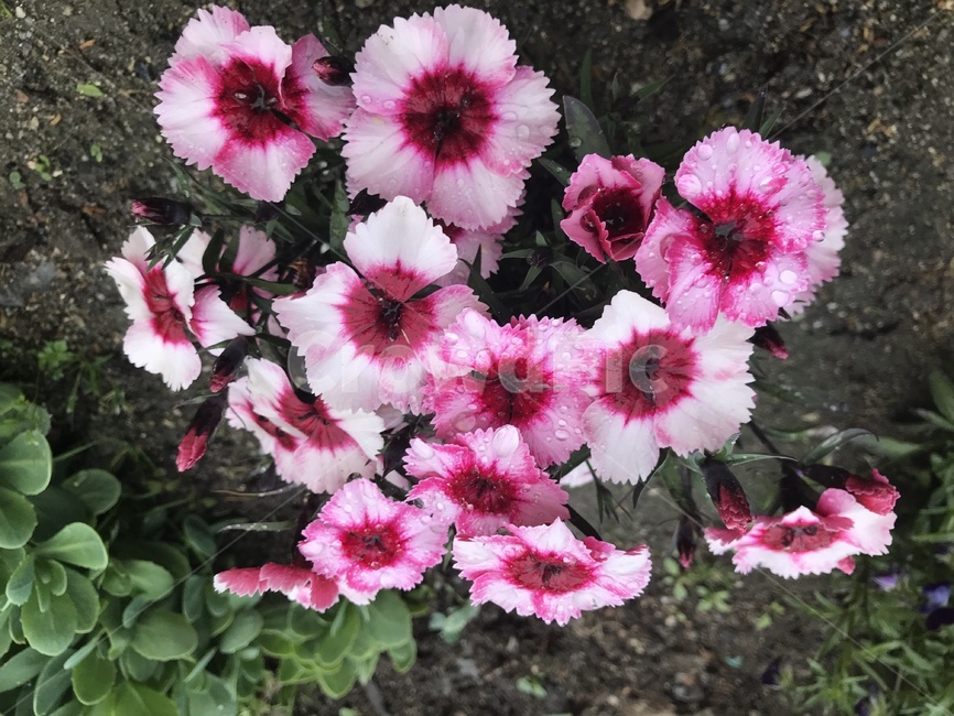 패랭이꽃,관상용,꽃,분홍,흰꽃,젖은,예쁜,식물,자연,plants,nature,꽃,flower