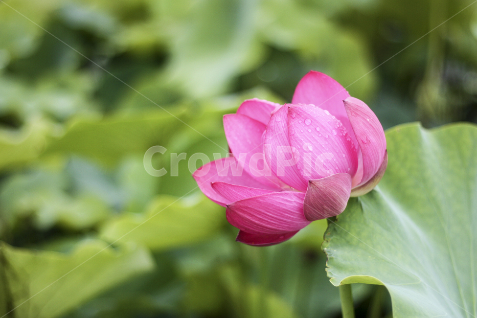 연꽃,연잎,꽃,활짝,flower,불교,분홍색,nature,plants,수련,여름,자연물,자연,color,pink,landscape,순정,배경화면,연뿌리,개화,연꽃축제,초록