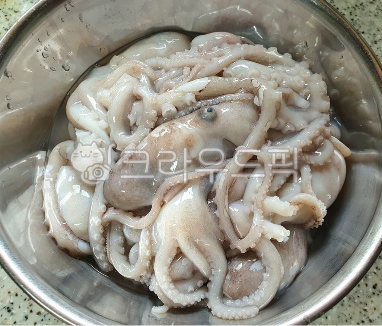 creature octopus,live octopus,octopus dish,Octopus