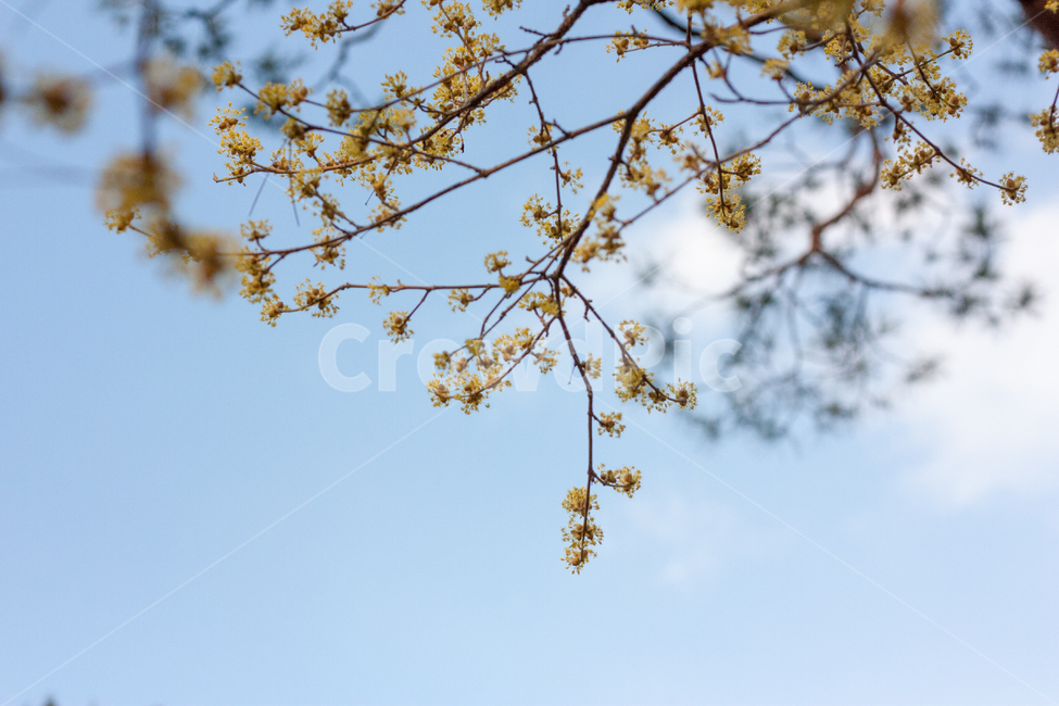 산수유,산수유나무,산수유꽃,노랑꽃,노랑꽃나무,새순,봄소식,겨울나무,꽃순,꽃나무,봄순,나무,봄나무,나무가지,봄,봄날,봄꽃,화단,봄화단꽃,자연,식물,plants,nature,flower,spring,아웃포커싱,공원,봄,계절,spring,season,식물,자연,plants,nature,꽃,flower,plant