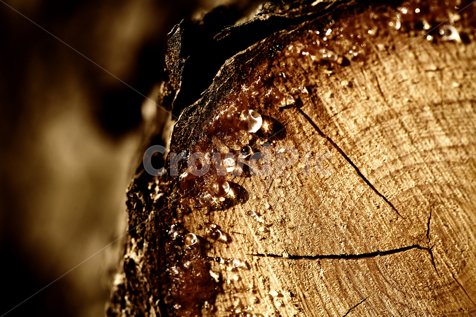 나무,통나무,절단,생명,죽음,나무,trees,wood