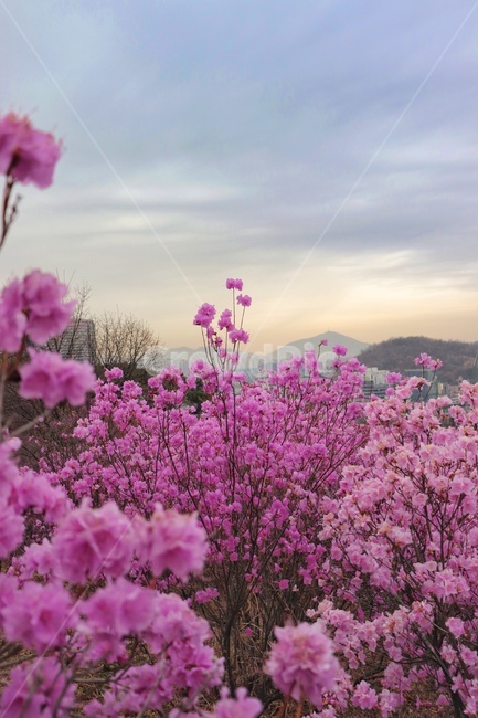 꽃,flower,plant,식물,blossom,봄,원미산,봄,계절,spring,season,geranium,제라늄
