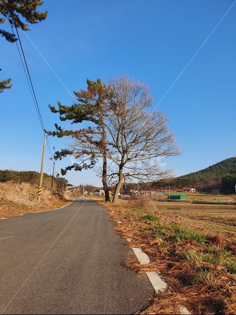 소나무,하늘,나무,도로,아스팔트