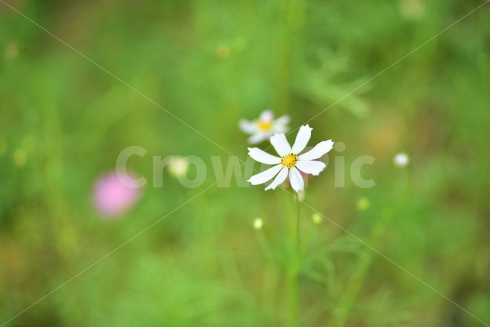 코스모스,가을,꽃,자연,풍경,대한민국,가을,계절,fall,autumn,season,식물,자연,plants,nature,꽃,flower,plant,daisy,데이지,daisies,blossom