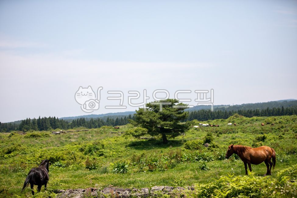 pine tree,grazing,horse pasture,mammal,livestock,farm,pasture,meadow,nature,tree,grassland,horse,ranch,animal husbandry,field,outdoors,mammals,animal