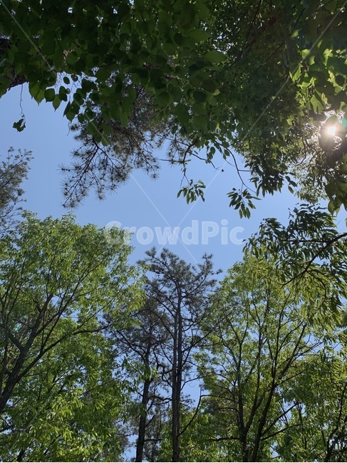 하늘,나무,햇빛,태양,피톤치드