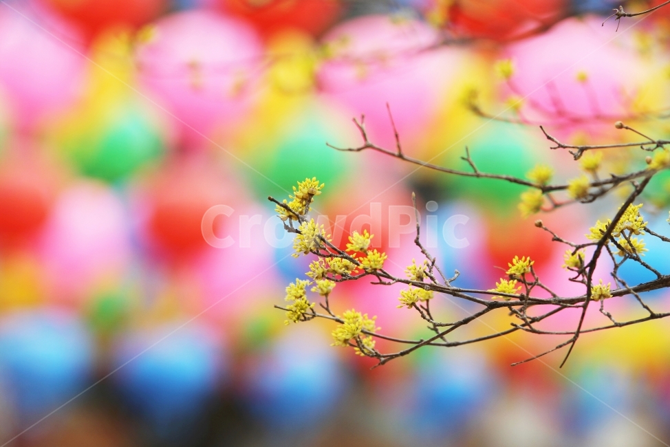 Cornus officinalis flower,nature,Cornus officinalis and lotus lantern,plant,flower,Emotional photo