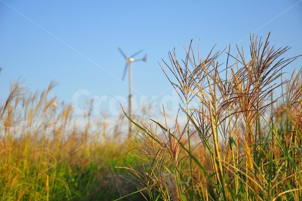 상암동,하늘공원,억새풀,갈대,가을,밭,자연,풍경,하늘,풍차,sky,park,silvergrass,autumn,garden,yard,nature,landscape,가을,계절,fall,autumn,season,식물,자연,plants,nature,grass,잔디,plant