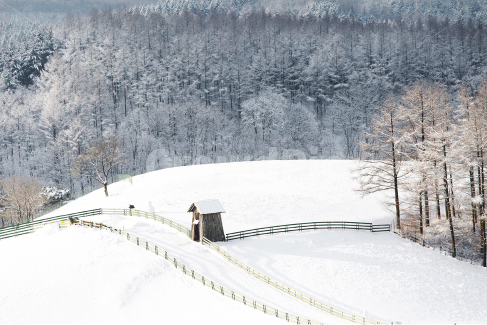 강원도,설경,양떼목장,폭설,자연,나무,식물,겨울,눈,풍경,tree,nature,plant,outdoors,winter,snow,평창,집,길,산,풍경배경,배경,겨울배경,겨울,계절,winter,season,자연,풍경,nature,landscape