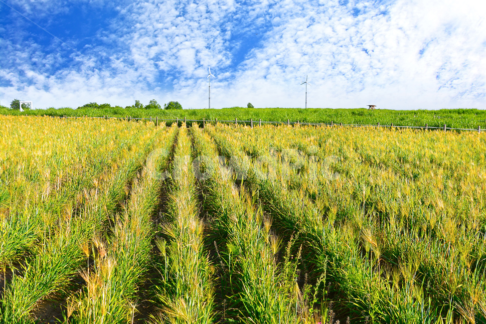 blue sky,nature,barley,clouds,summer,afternoon,field,Sky Park,sunset,silver grass,park,walk,meadow,wind