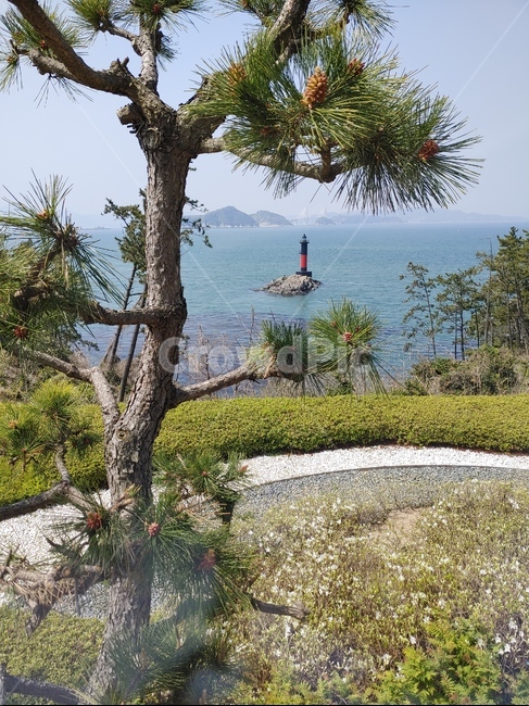 소나무,등대,바다,전경,경치,풍경
