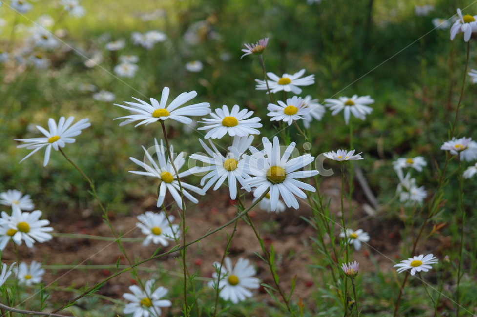 꽃,자연,하얀꽃,들꼿,flower,식물,자연,plants,nature,꽃,flower