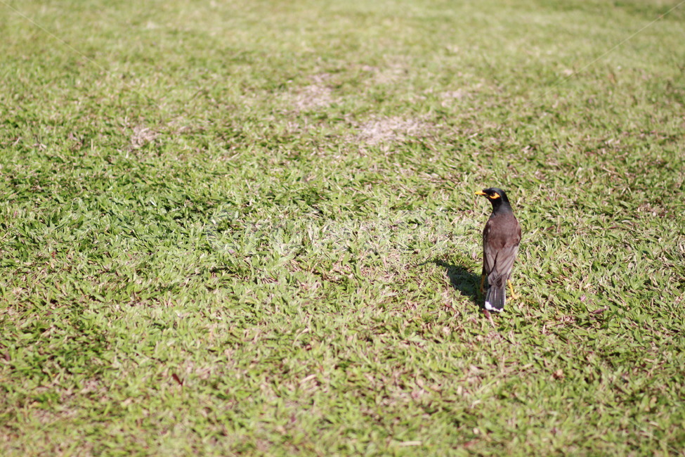 animal,동물,bird,새,잔디밭,잔디,풀,초원,마당,연두색,초록색,연두,초롤,들,field,nature,자연,옥외,여름,필드