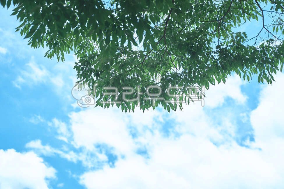 구름,나무잎,하늘,날씨좋은하늘,vegetation,초목,plant,nature,자연,tree,나무,옥외,잎,잎파리