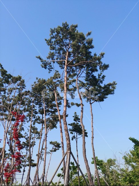 공원,파란하늘,소나무,맑은하늘,나무,낮,오후