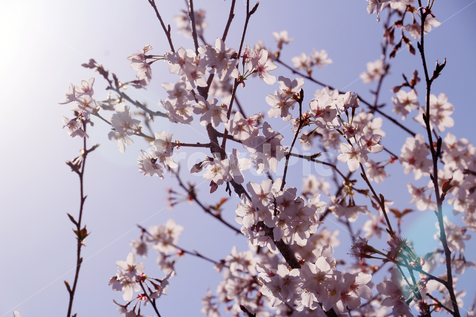 일본,가고시마,벚꽃,개화기,사쿠라,봄,봄,계절,spring,season,식물,자연,plants,nature,꽃,flower,plant,blossom