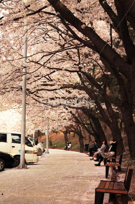 parking,Bench,Cherry Blossom,distance,nature,tree,flowering,flower,spring,petal,road,person,road name,sight,human