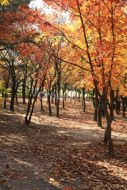 가을,자연,자연풍경,풍경,단풍,낙엽,나무,식물,감성,가을,계절,fall,autumn,season,자연,풍경,nature,landscape,tree,plant,leaf,잎,maple