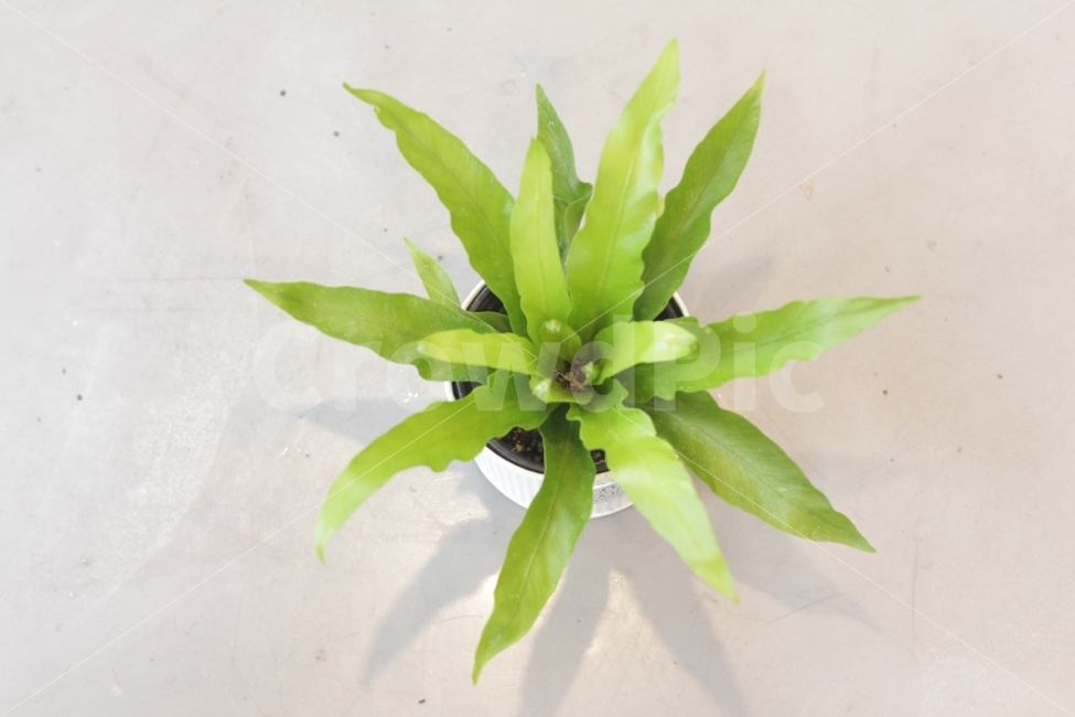 식물,그린식물,플랜테리어,화분,그린잎,식물,자연,plants,nature,꽃,flower,실내용화초,화분,화초,house plant