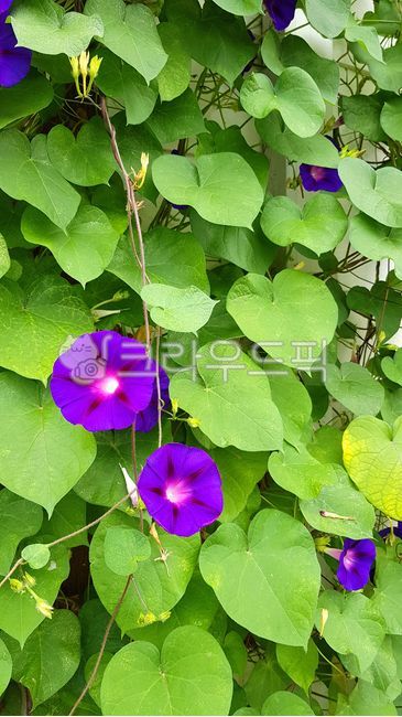spring,morning glory,purple flower,plant,purple,flower