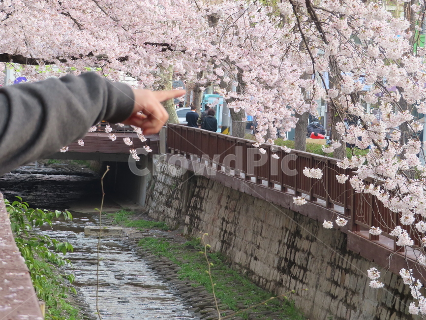 벚꽃,벚나무,꽃,자연,사람들,손가락,가르키다,분홍,만개,나무,축제,herryblossom,cherrytree,flower,nature,people,fingers,pointing,pink,봄,계절,spring,season,plant,식물,blossom,cherry blossom