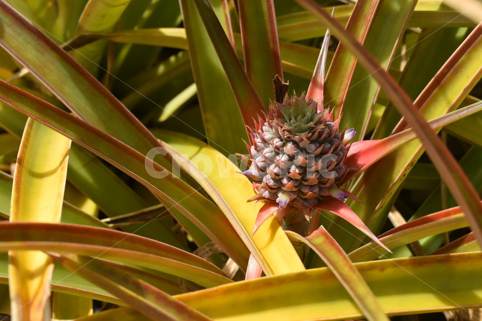 파인애플,파인애플농장,열대과일,pineapple,pineappleplantation