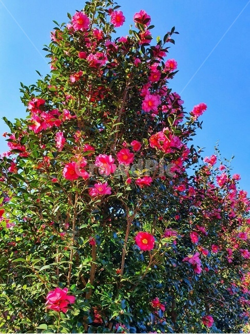 식물,꽃,동백꽃,여수,flower,식물,자연,plants,nature,꽃,flower