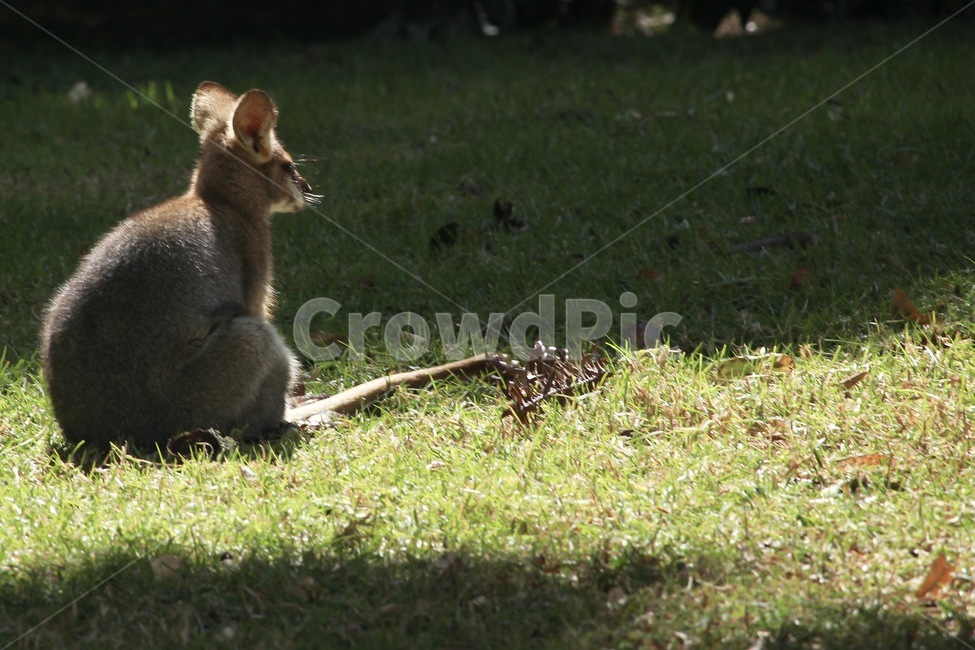 왈라비,왈라비새끼,엄마왈라비,귀여운동물,왈라비종류,wallaby,babywallaby,cuteanimal,동물,animal,포유류,mammal