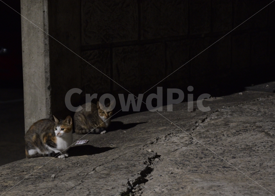 고양이,길냥이,밤고양이,밤길,야옹이,야경,밤,풍경,nightscape,night,landscape,동물,animal,포유류,mammal,고양이,cat,kitten,kitty