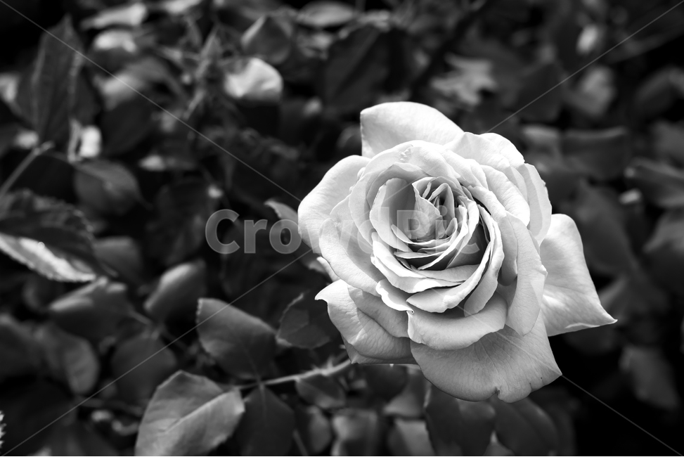 장미,꽃,계절,자연,식물,야외,공원,nature,season,plants,flower,감성,sensible,feeling,rose,흑백사진,grey,gray
