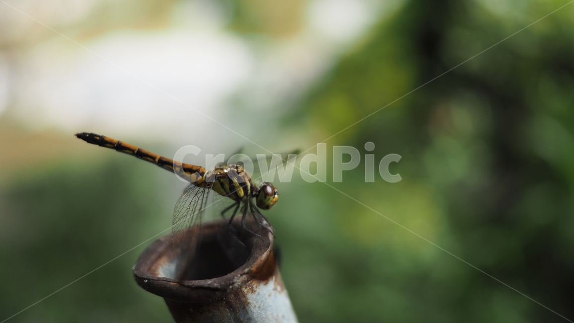 잠자리,곤충,쇠파이프,dragonfly,공원