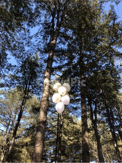 숲,나무,자연,하늘,식물,tree,plant,자연,풍경,nature,landscape,balloon,풍선,ball,공
